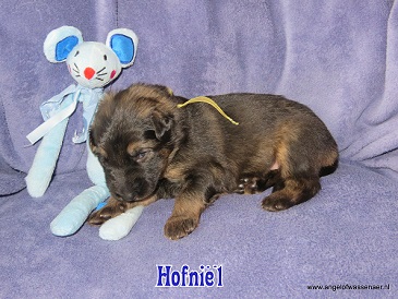 Hofniël, grauwe Oudduitse Herder reu van 2 weken oud